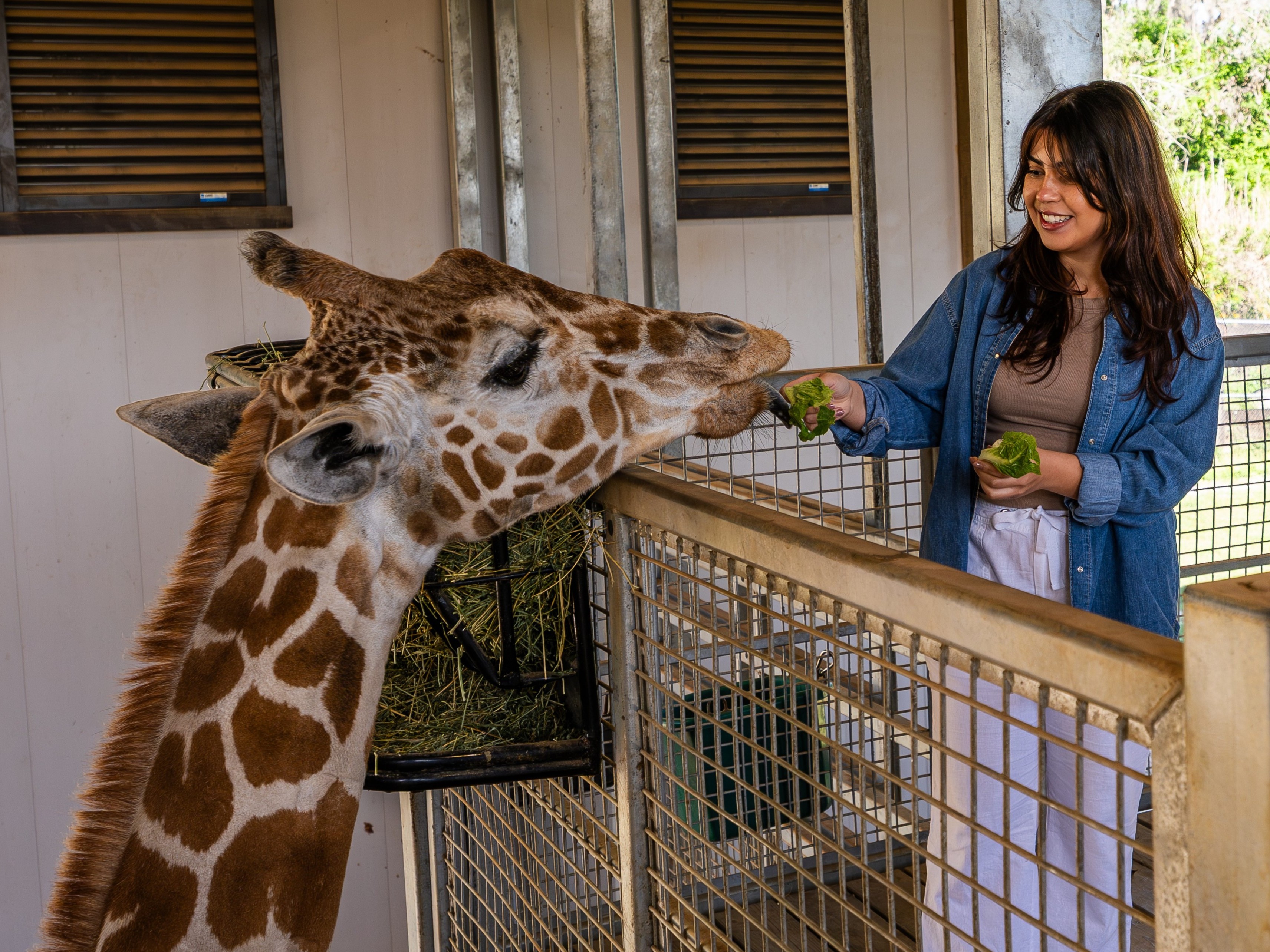 Giraffe