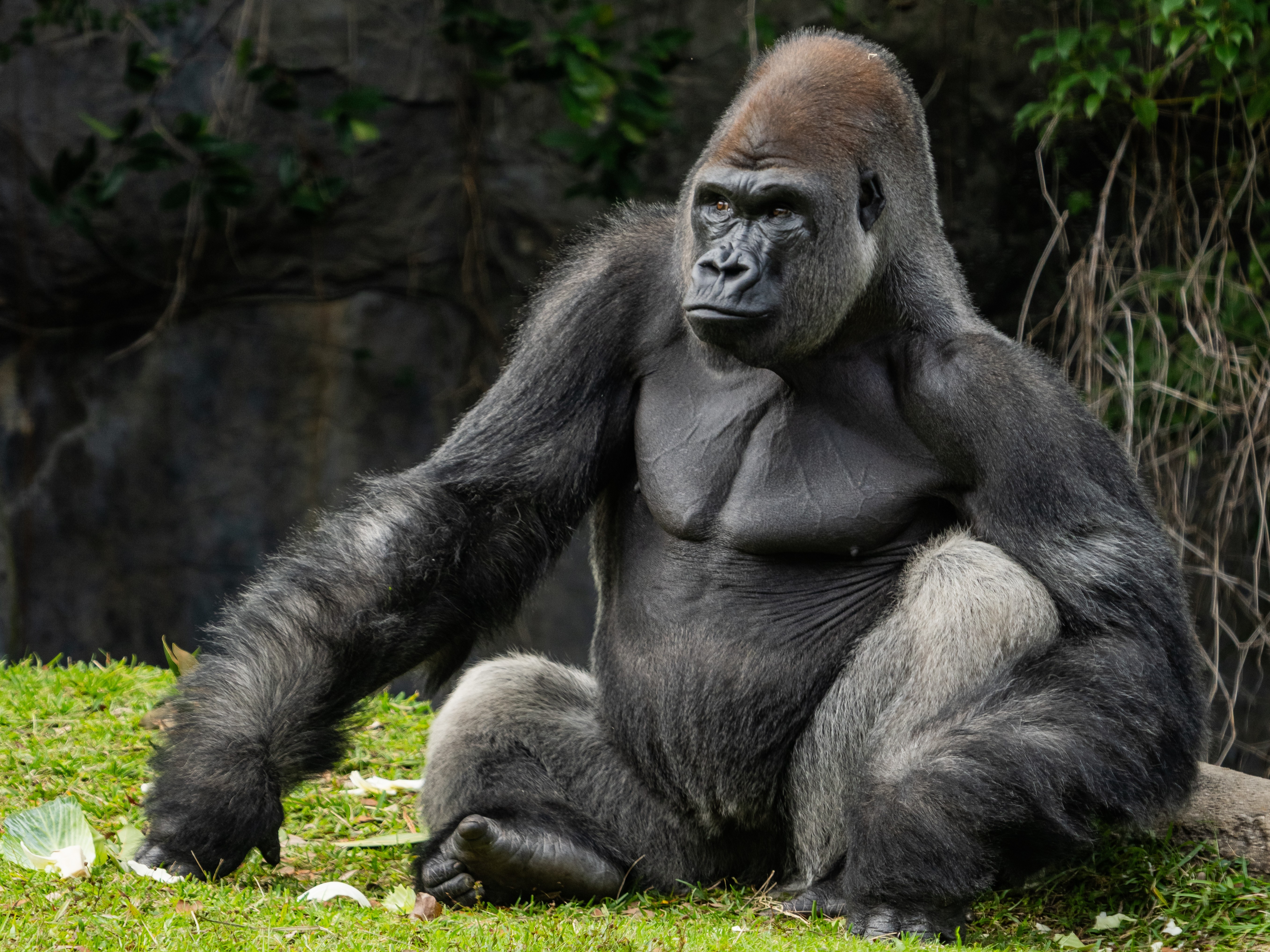 Gorilla
