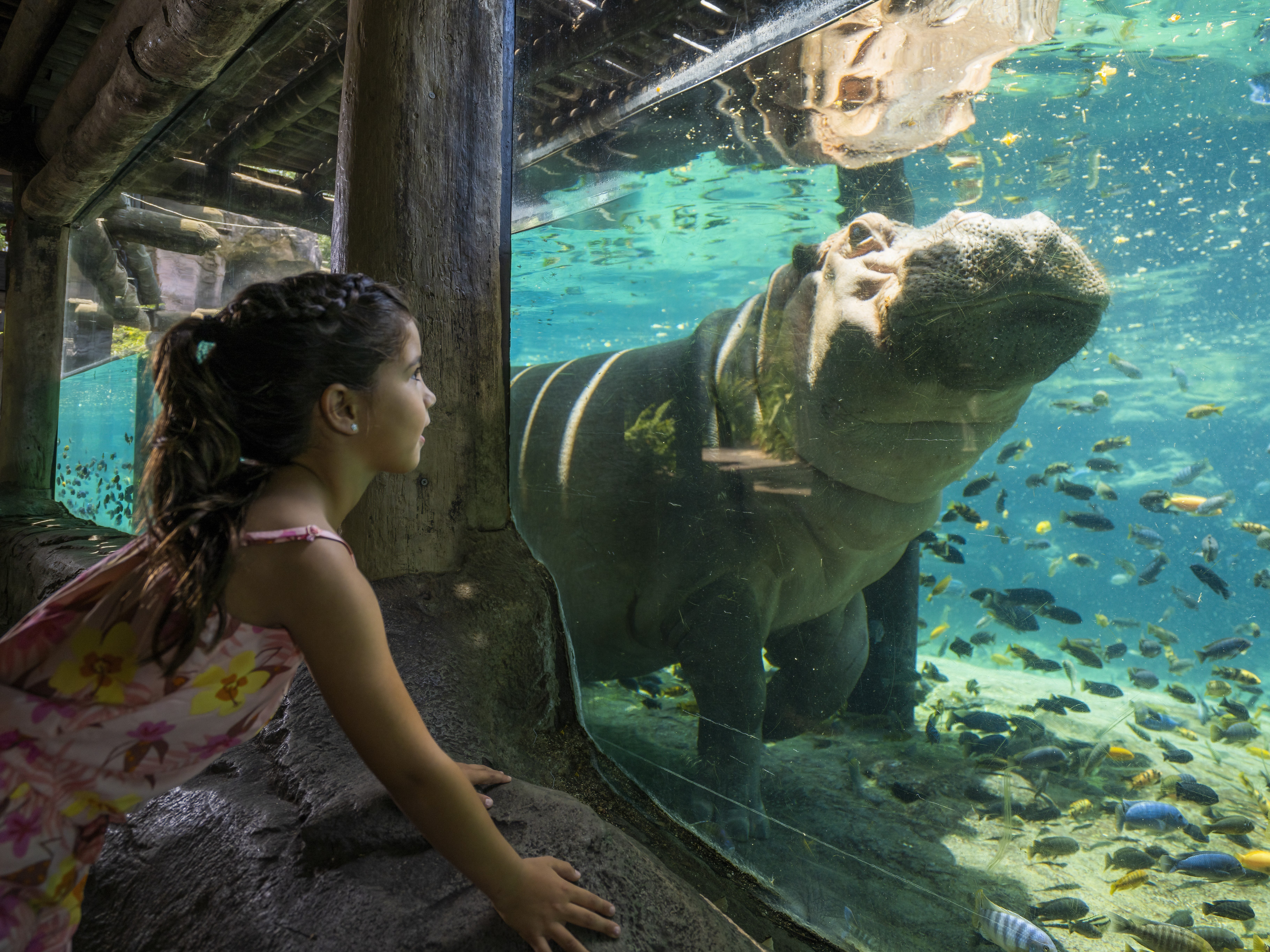 Hippo