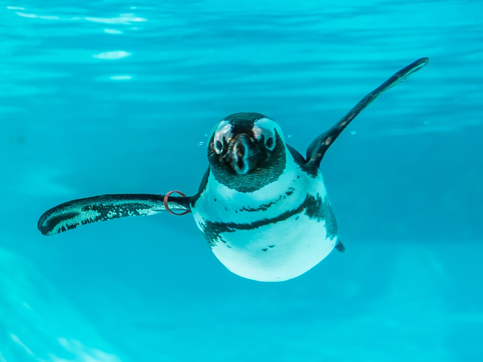 Penguin