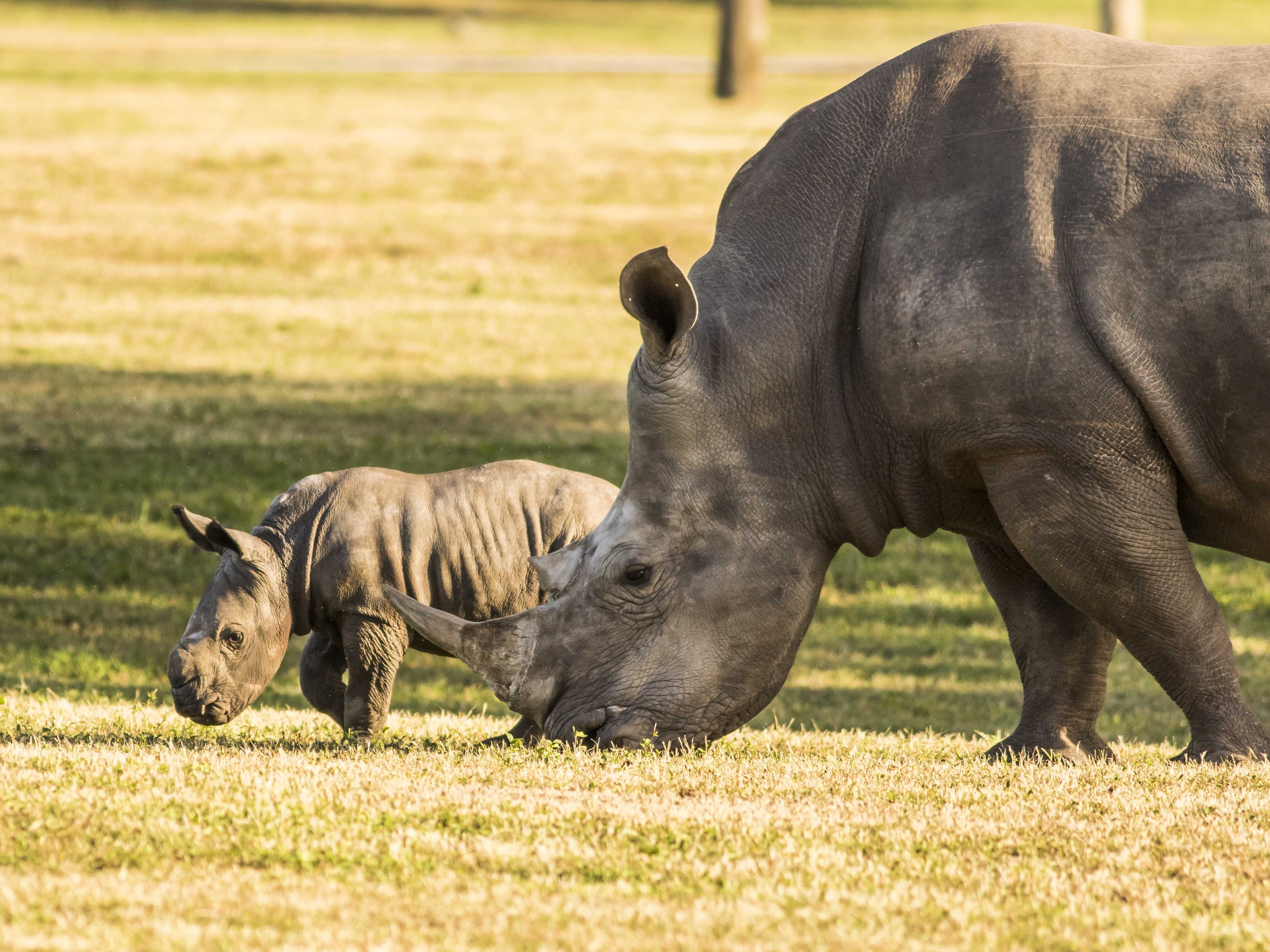 Rhino