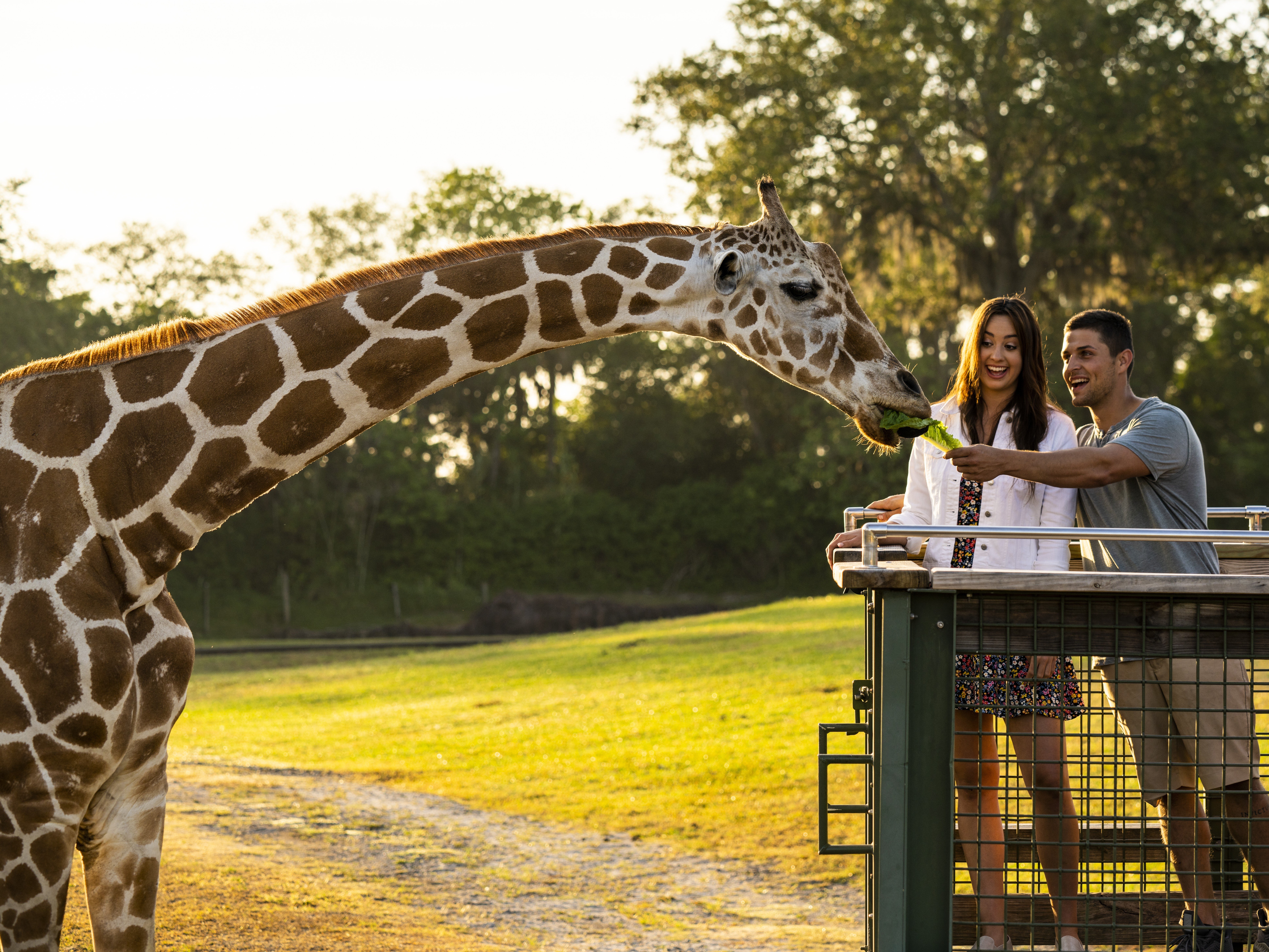 Serengeti Safari