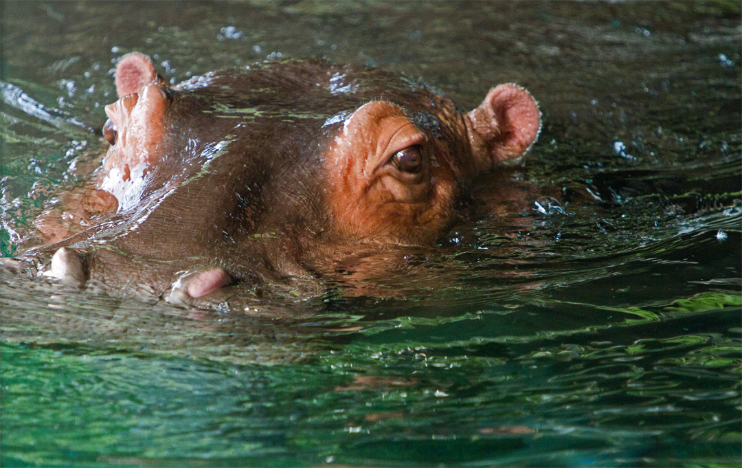 Hippo Encounter