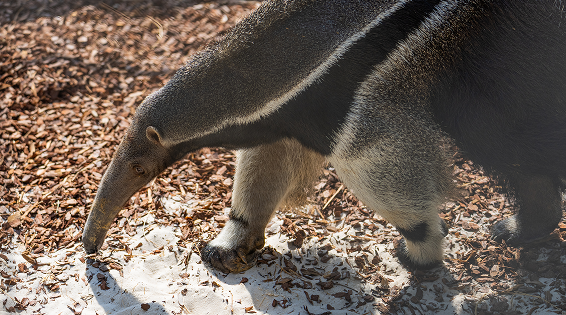 anteater