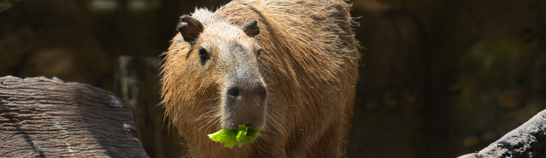 Capybara