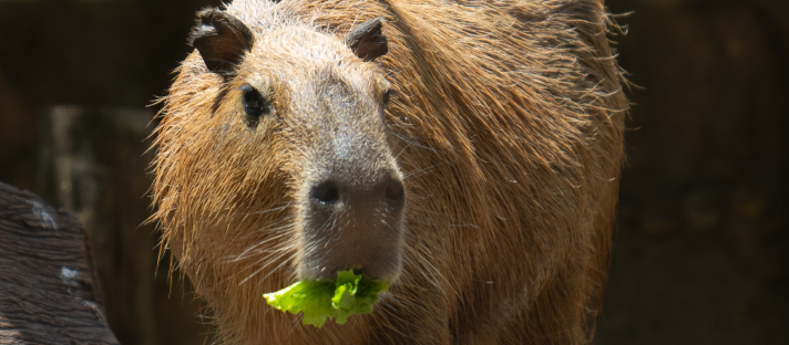 Cabybara