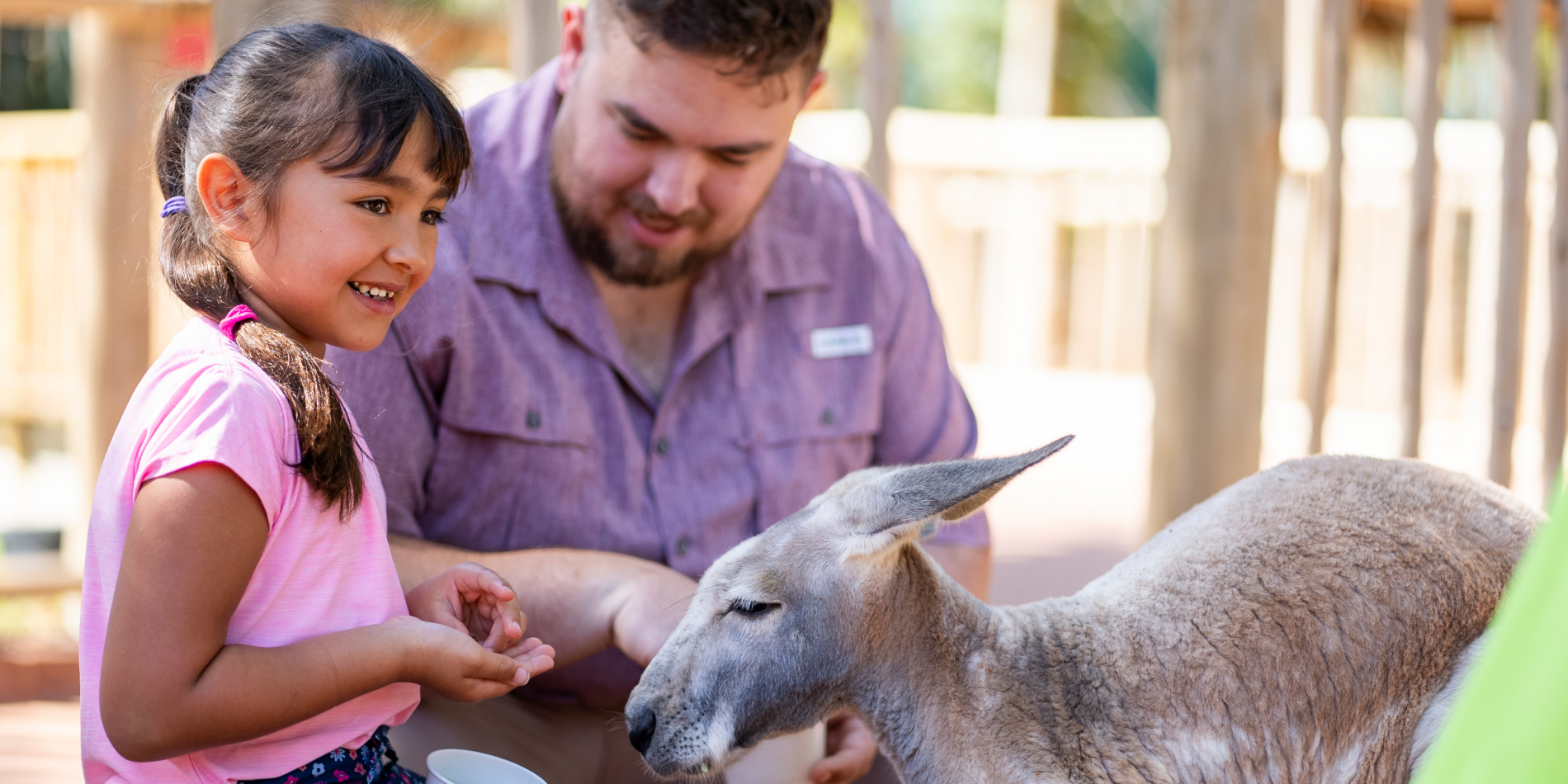 Child feeding a kangaroo with tour guide