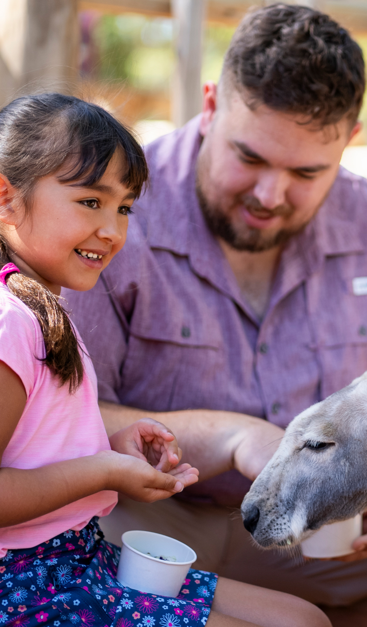 Child feeding a kangaroo with tour guide