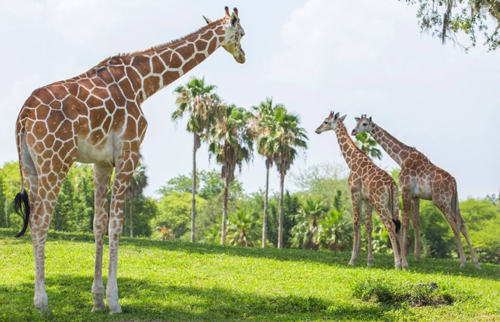 Giraffes on the Serengeti Plain at Busch Gardens Tampa Bay
