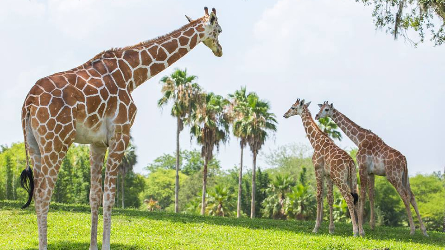 Group of giraffes at Busch Gardens Williamsburg