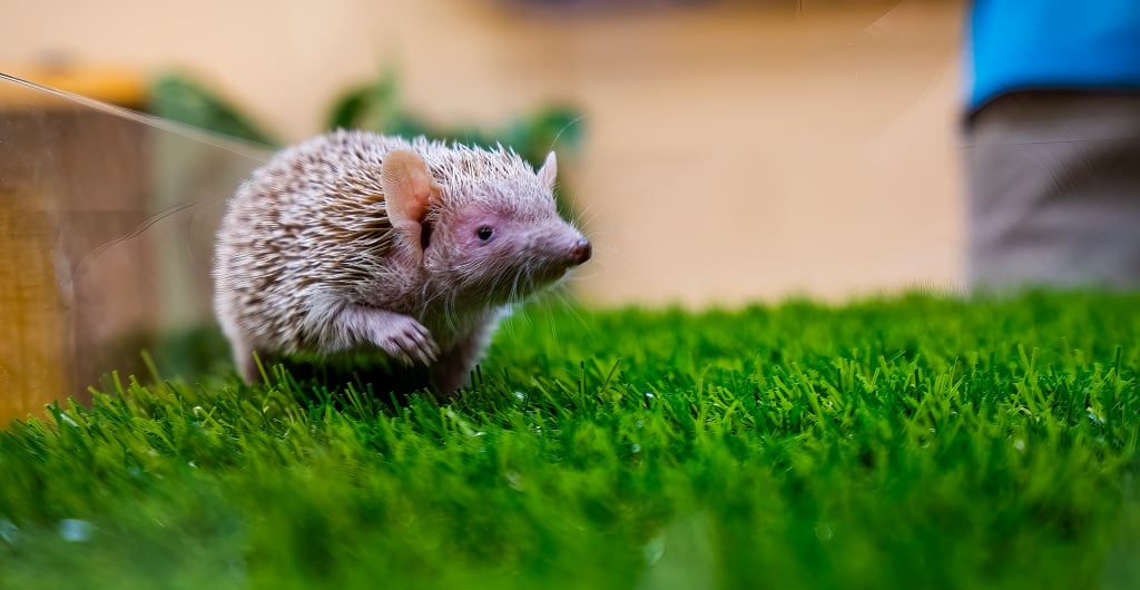 Inclusive Animal Ambassador Tour