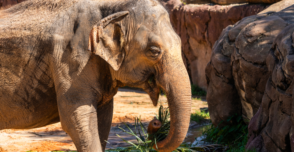 Spotlight Tour Busch Gardens Tampa