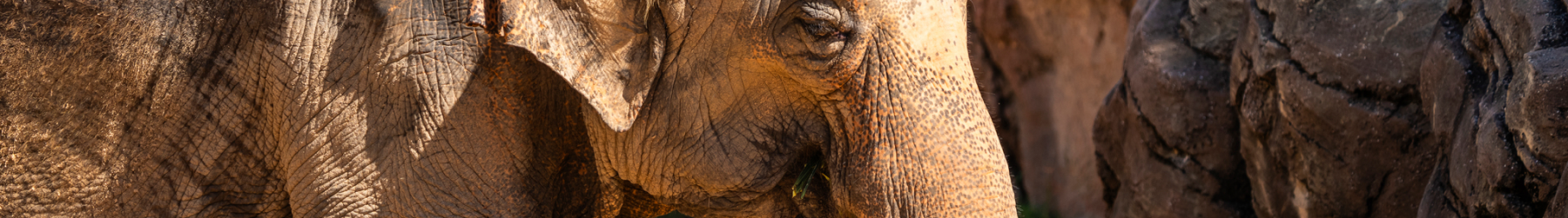 Spotlight Tour Busch Gardens Tampa