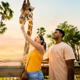 Couple feeding giraffe at sunset at Busch Gardens Tampa Bay
