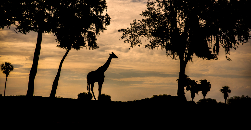 Giraffes at sunset at Busch Gardens Tampa Bay