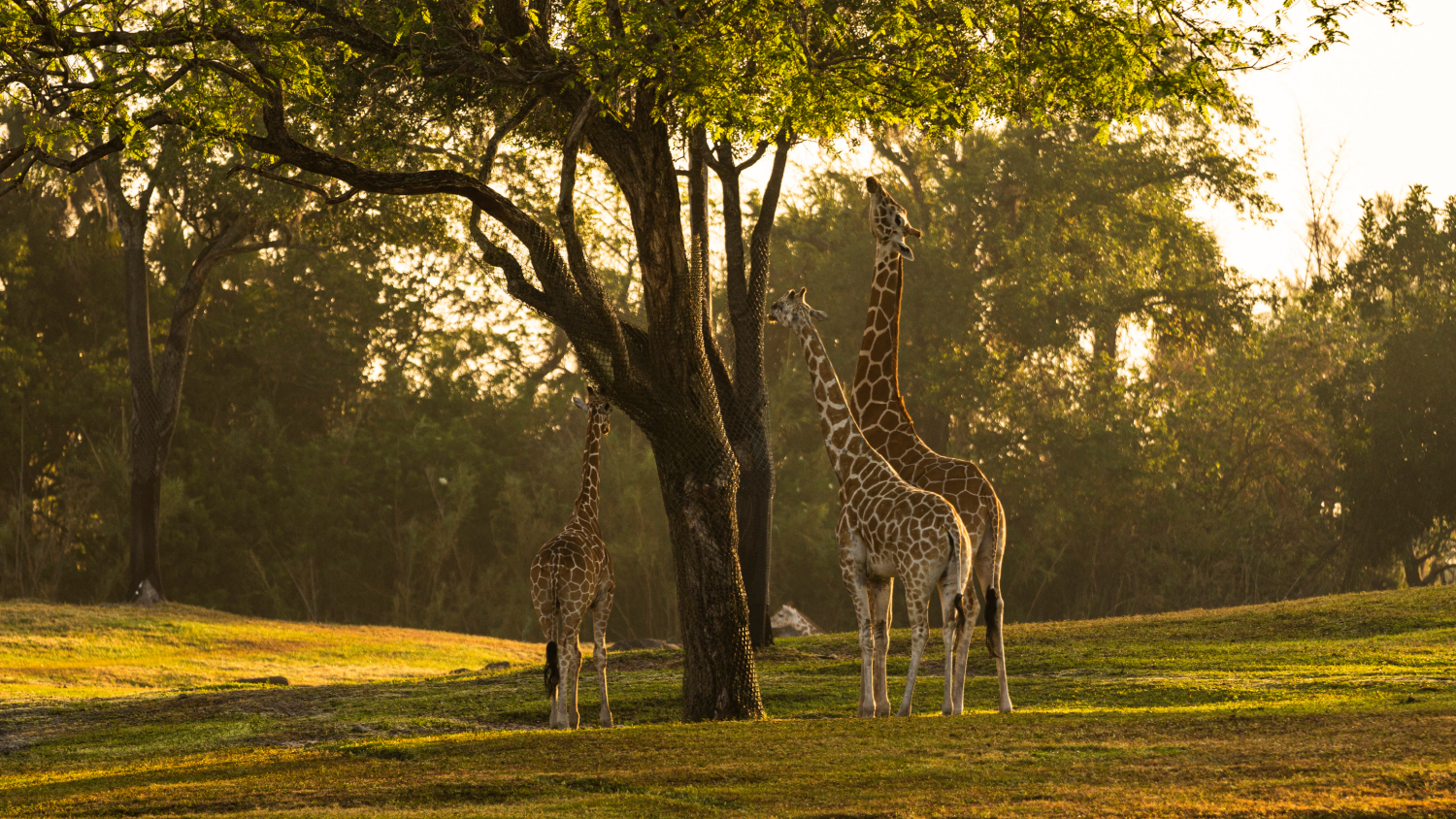 Giraffes on the Serengeti Plains at Busch Gardens Tampa Bay