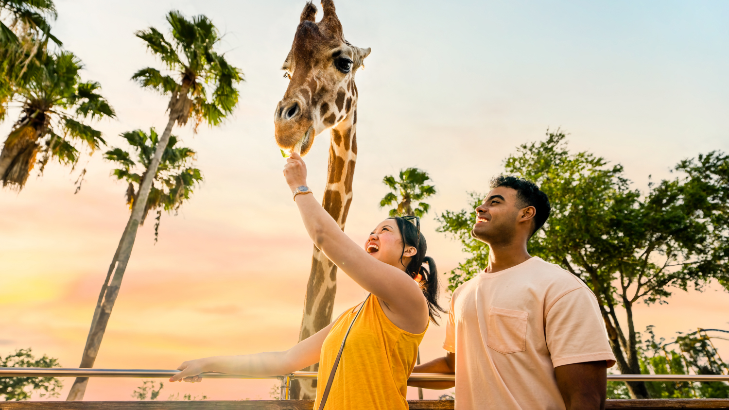 Couple feeding giraffe at sunset at Busch Gardens Tampa Bay