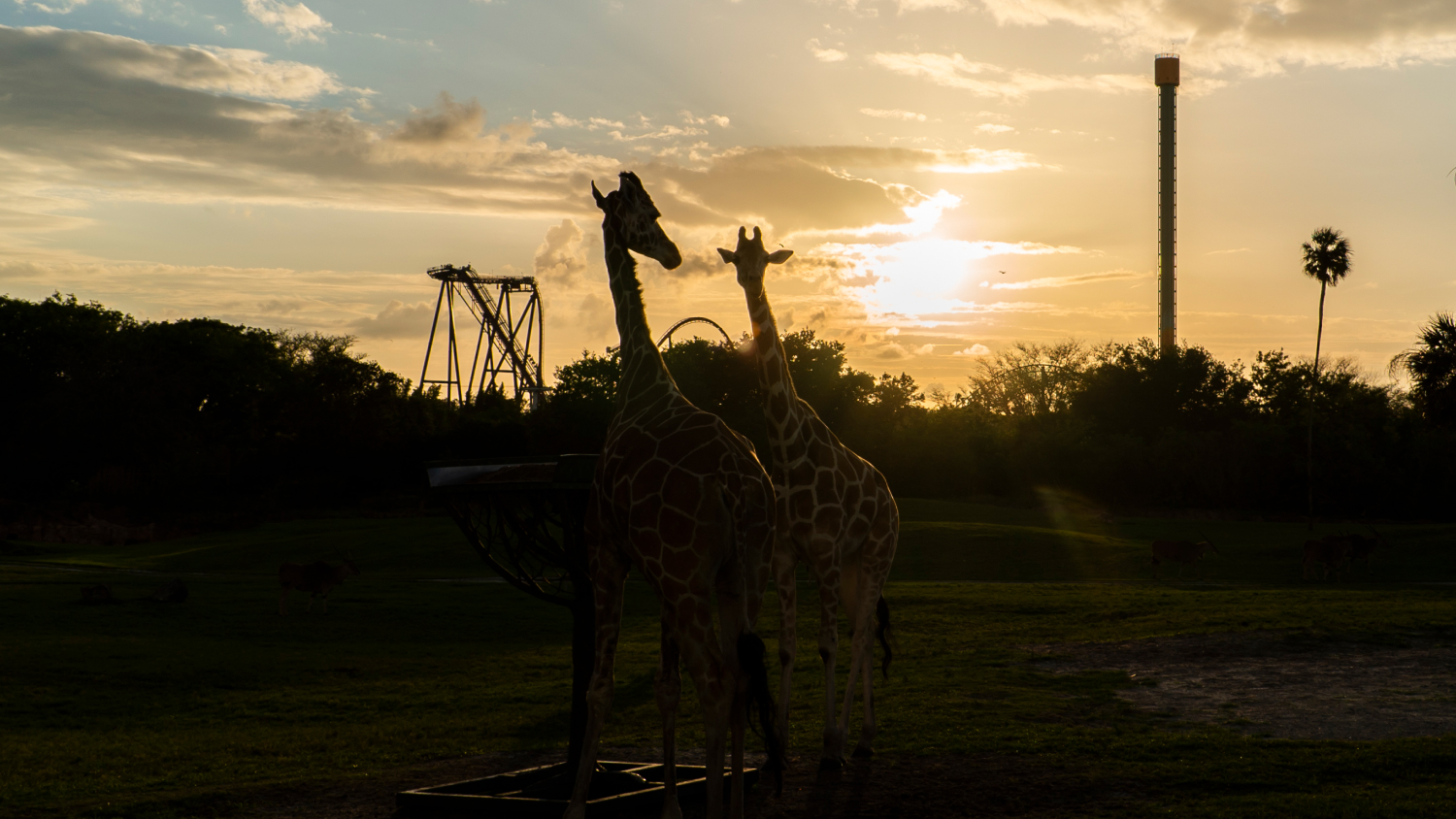 Giraffes on the Serengeti Plains at Busch Gardens Tampa Bay