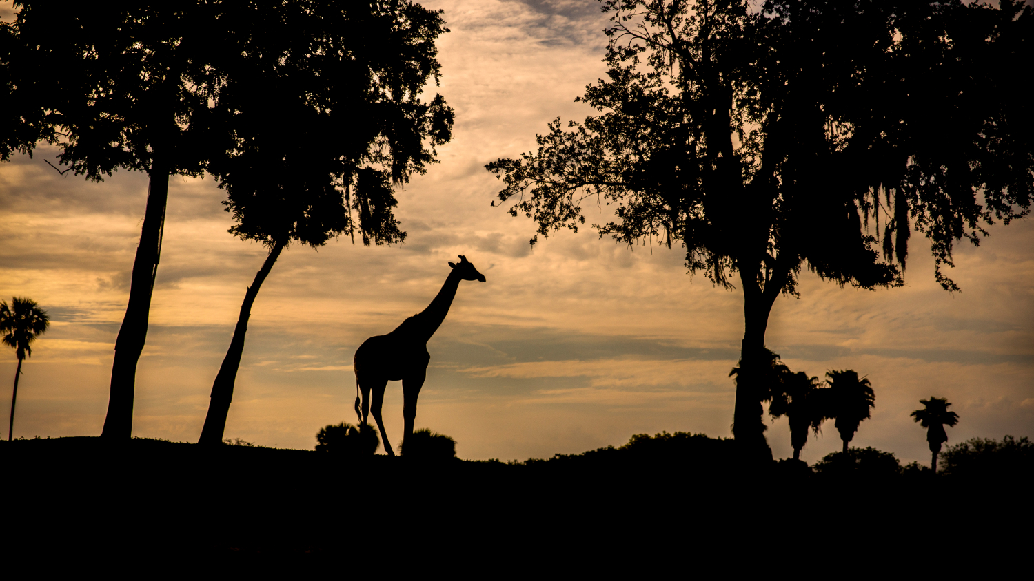 Giraffes on the Serengeti Plains at Busch Gardens Tampa Bay
