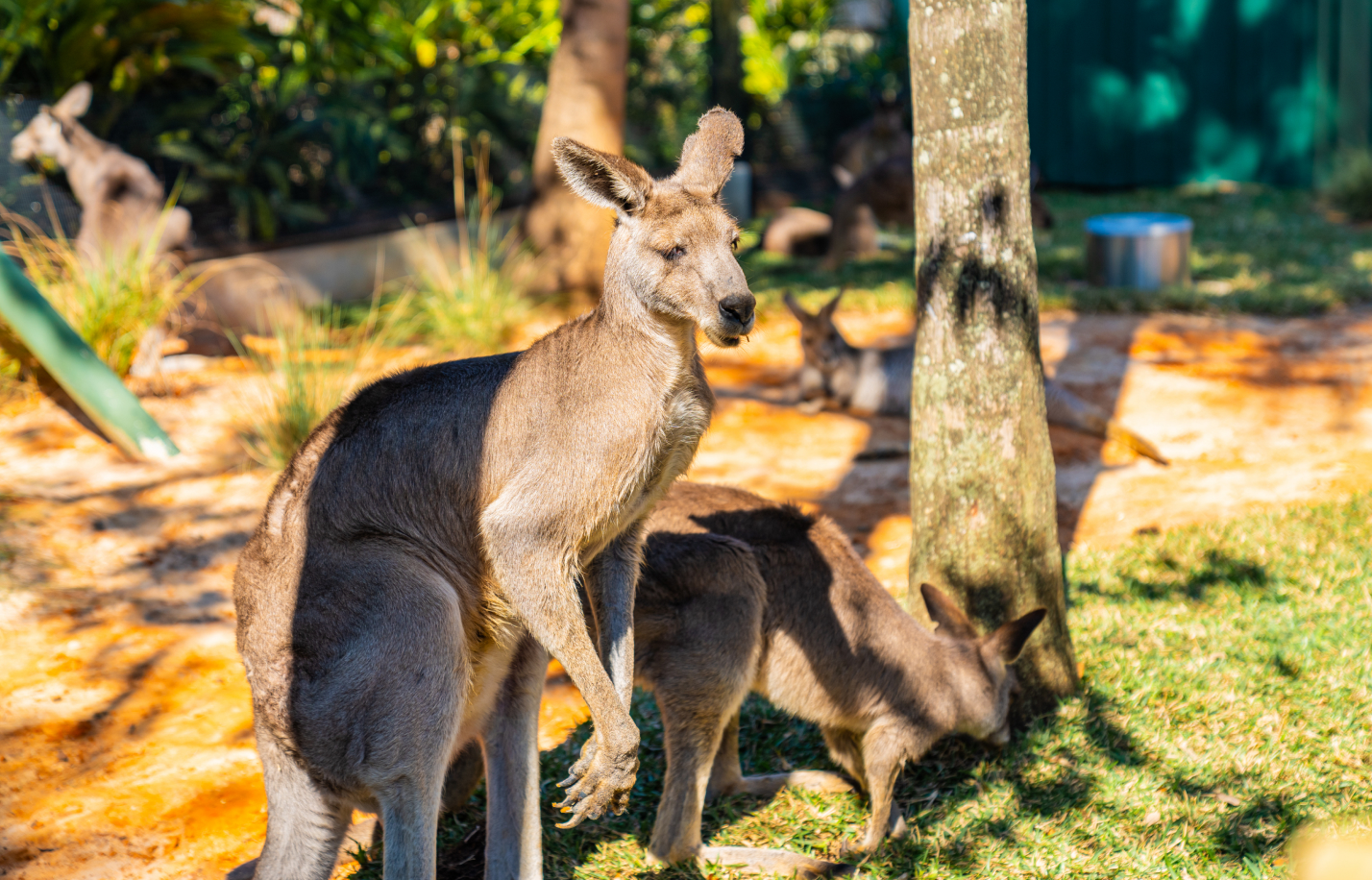 Busch Gardens Tampa Bay Kangaroos