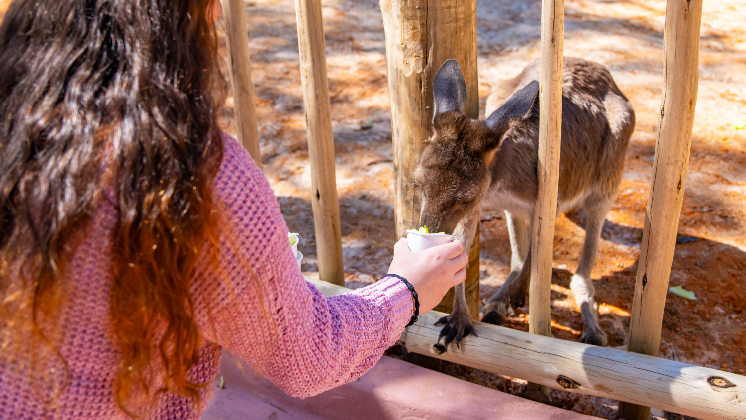 Busch Gardens Tampa Bay Kangaroos