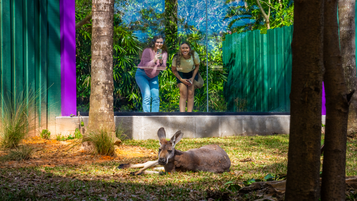Busch Gardens Tampa Bay Kangaroos