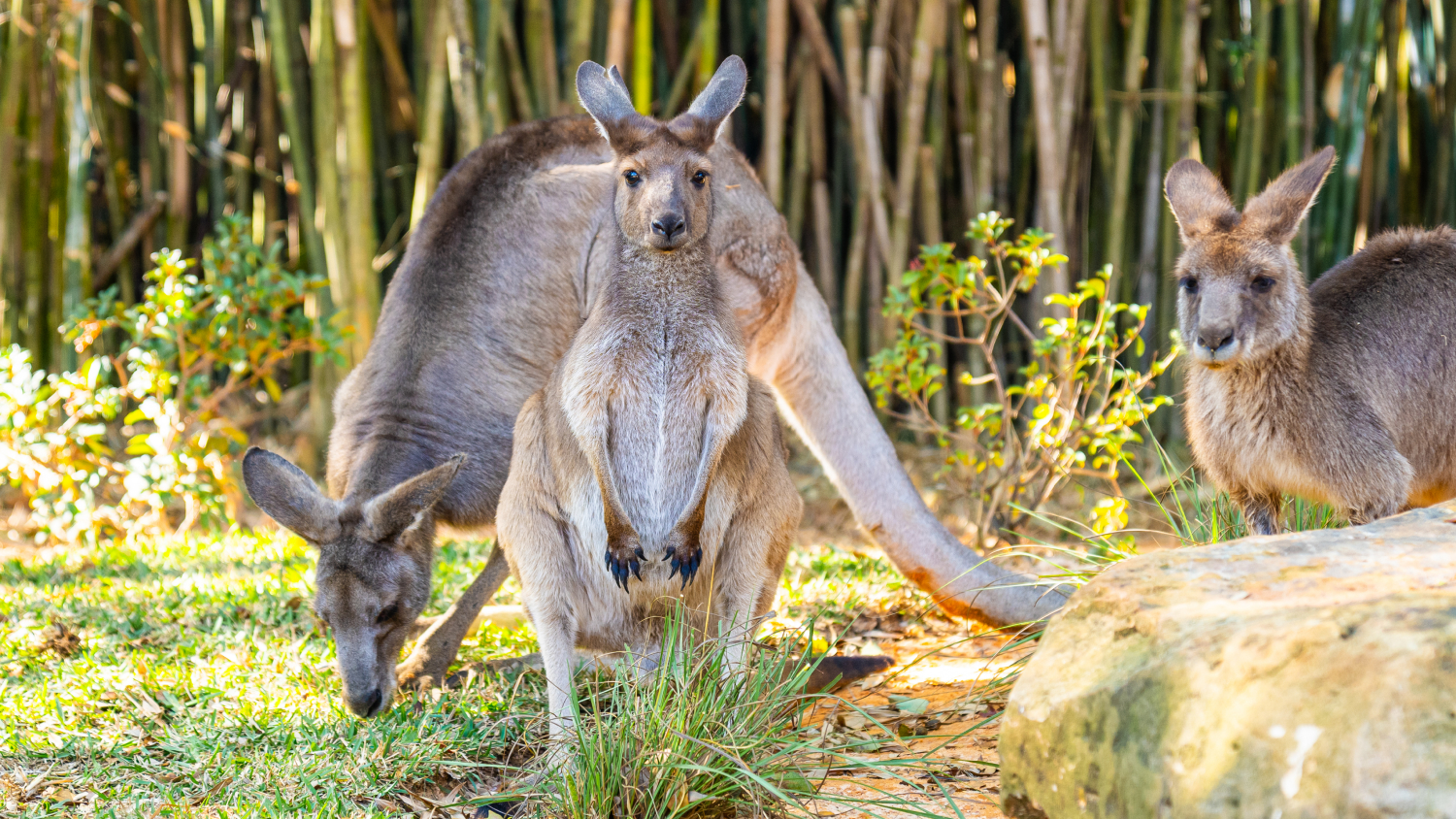 Busch Gardens Tampa Bay Kangaroos