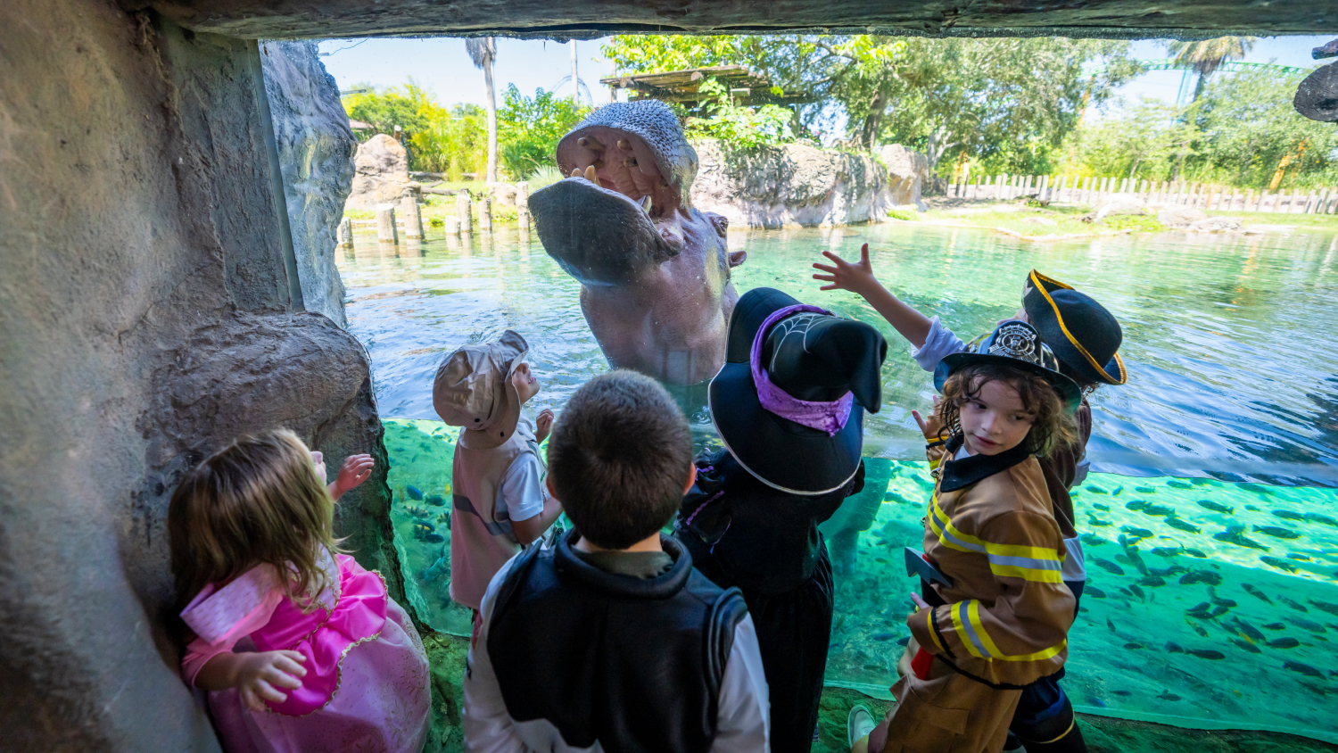 Kids in costume checking out a hippo at Busch Gardens Tampa Bay Spooktacular.