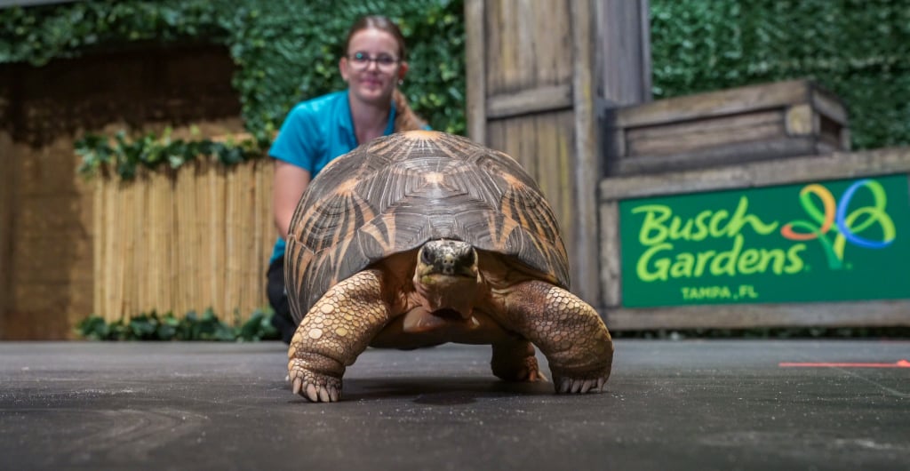 One of the many Animals you can see during Busch Gardens Tampa Bay Animal Tales presentation.
