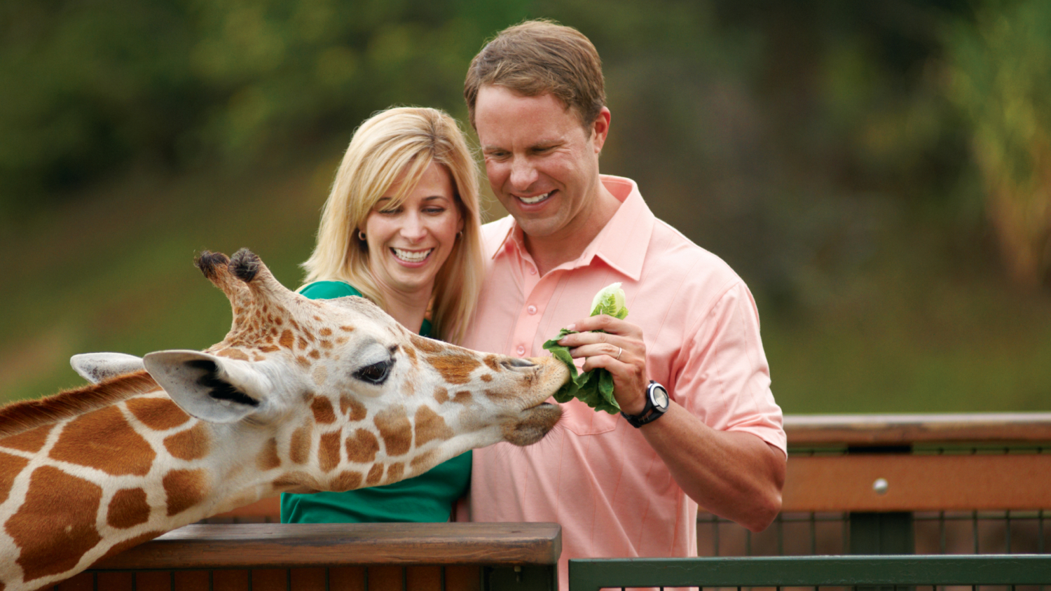 Busch Gardens Tampa Bay Safari Tour