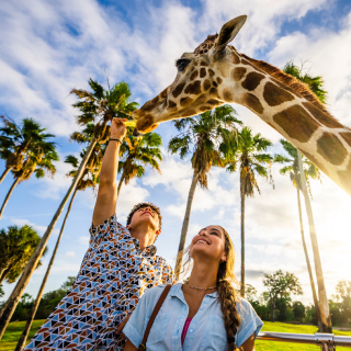 Two people feeding a Giraffe while on a Serengeti Safari at Busch Gardens Tampa Bay.