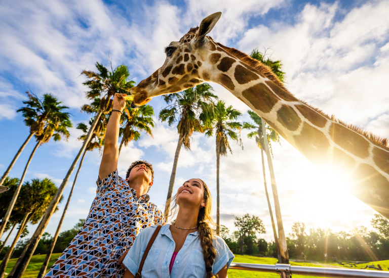 Two people feeding a Giraffe while on a Serengeti Safari at Busch Gardens Tampa Bay.