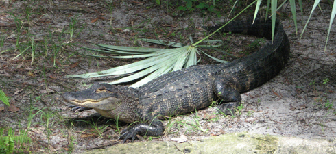 Visit the Alligator Habitat for an extended zoo talk and feeding demonstration