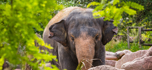 Visit the Elephant habitat for a training session at the Elephant Interaction Wall.