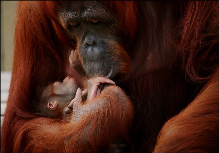 Luna Kissing Baby Orangutan at Busch Gardens Tampa Bay 