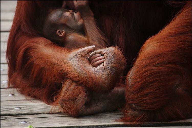 Baby Orangutan Sleeping at Busch Gardens Tampa Bay 