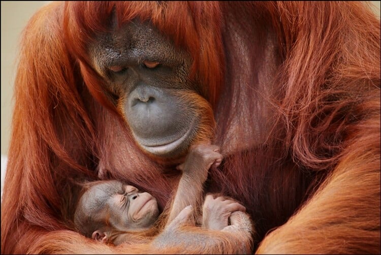 Luna Smiling at Baby Orangutan at Busch Gardens Tampa Bay
