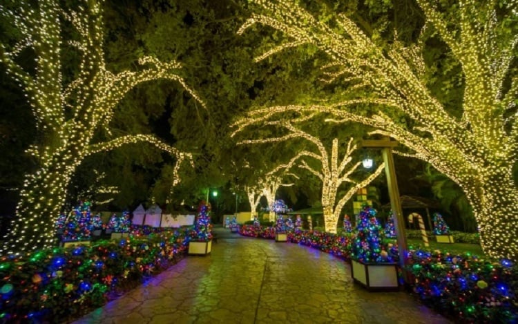 Christmas Light Path at Busch Gardens Tampa Bay