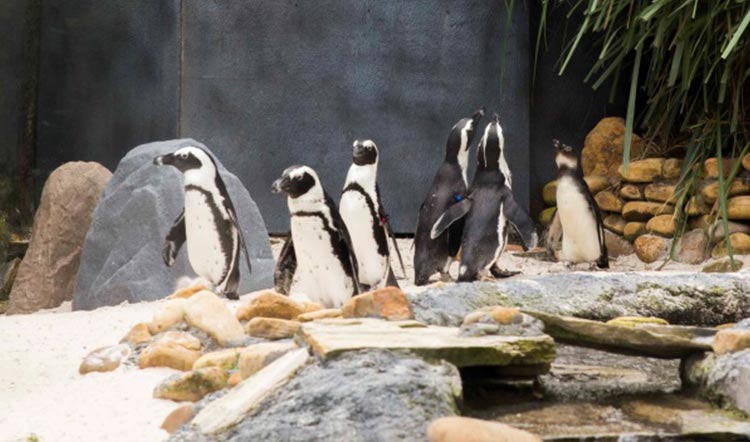 Busch Gardens Tampa Bay Penguin Blog
