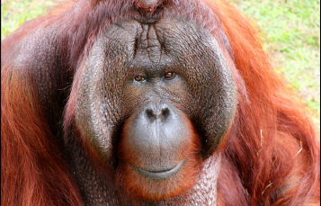 Orangutan Birthday Busch Gardens Tampa Bay