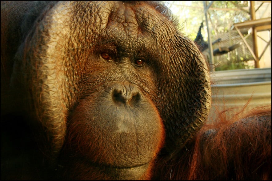 Orangutan Birthday Busch Gardens Tampa Bay