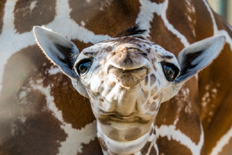 Baby Giraffe at Busch Gardens Tampa Bay