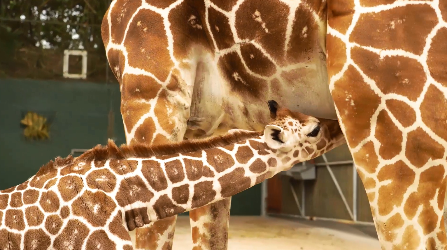 Baby Giraffe at Busch Gardens Tampa Bay