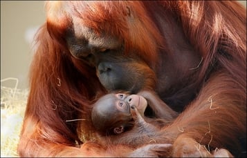 Baby Orangutan at Busch Gardens Tampa Bay