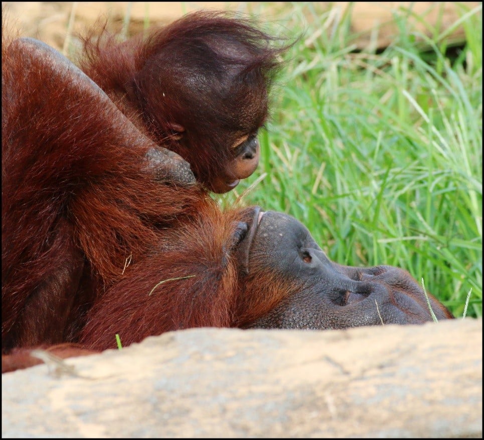 orangutan parent and offspring