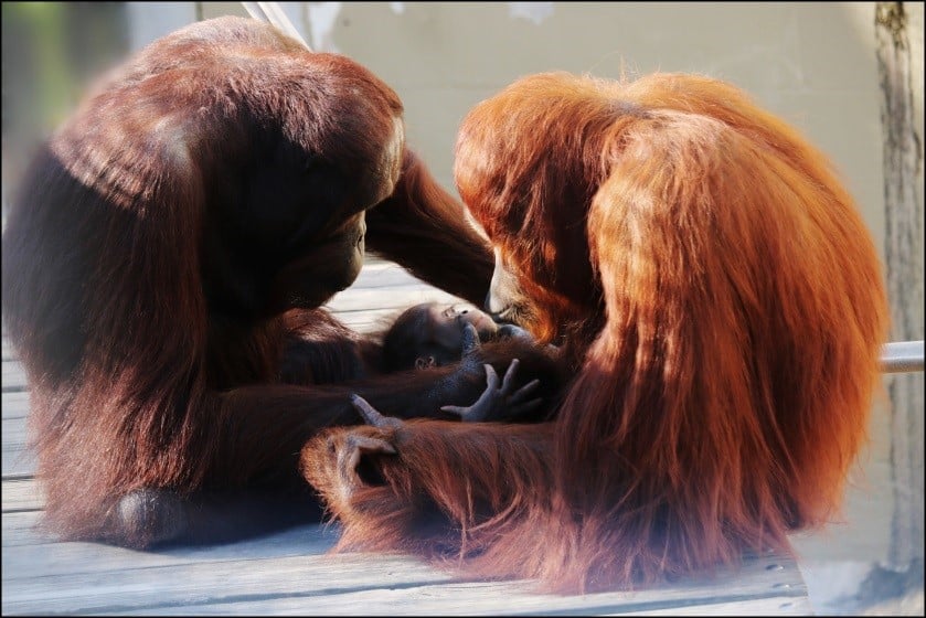 two orangutan parents and their offspring