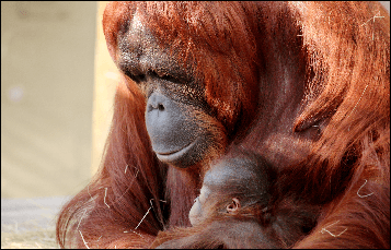 Orangutan at Busch Gardens Tampa Bay
