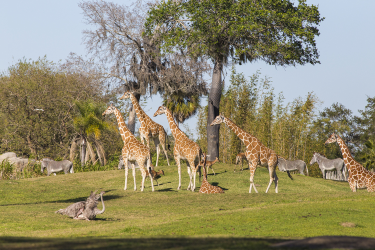 Serengeti Plain at Busch Gardens Tampa Bay