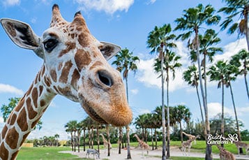 Giraffe Video Conferencing Background