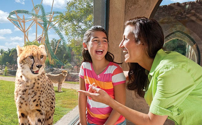 A mother and daughter smile at a cheetah at Cheetah Hunt in Busch Gardens Tampa Bay